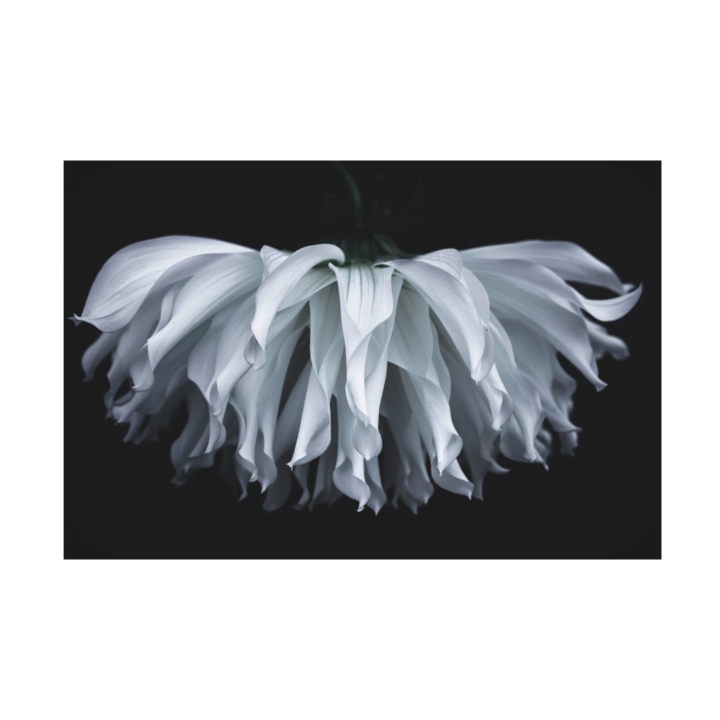 Takashi Suzuki 'Flare Flower' Canvas Wall Art Print - Modern Floral Home Decor for Living Room, Bedroom & Office