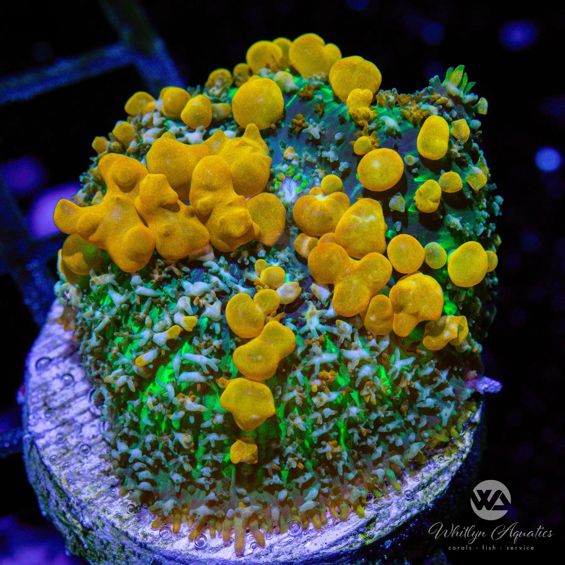 Sunkist Bounce Mushroom Coral - Premium WYSIWYG Live Coral for Saltwater Aquariums | Perfect for Reef Tanks & Marine Displays