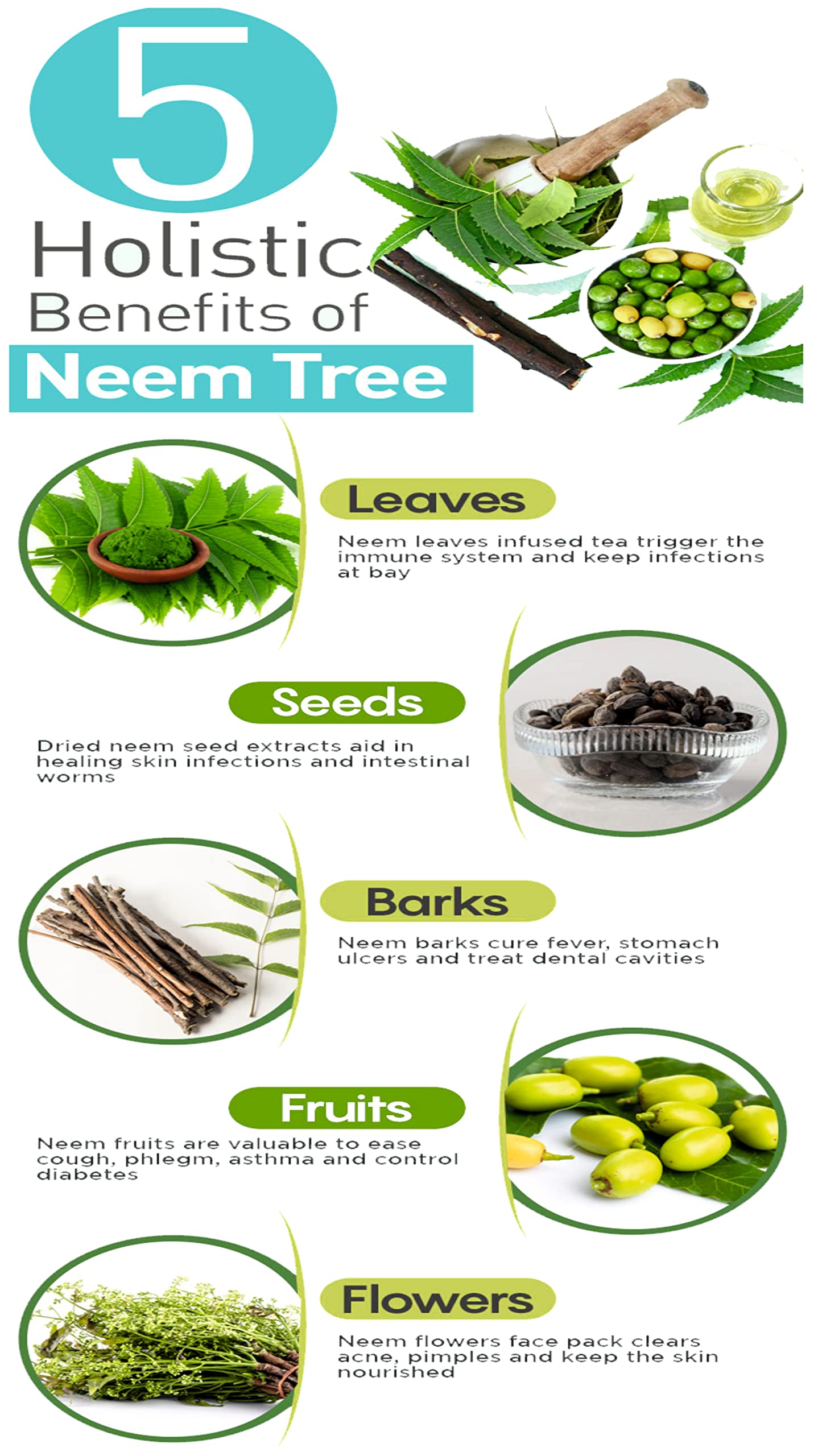 NATURELIVE ® 100% Organic Pure Neem Leaves Powder (200g) - USDA Certified for Skin Care, Hair Growth & Face Treatment - Natural Ayurvedic Remedy for Acne, Dandruff & Scalp Health - Perfect for DIY Beauty Masks & Herbal Remedies