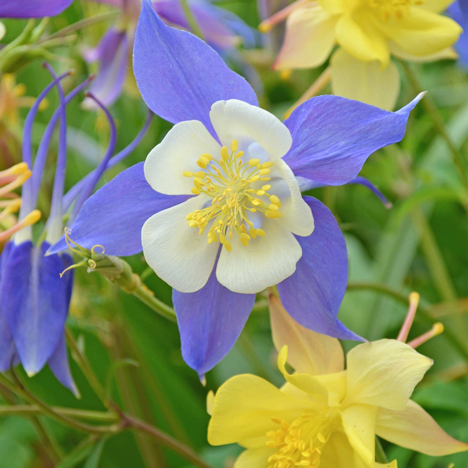 McKansas Giant Columbian Seeds - 500mg Packet (~400 Seeds) - Vibrant Color Mix Perennial Flowers for Garden Planting - Aquilegia x Hybrida - Perfect for Borders, Rock Gardens & Cut Flower Arrangements