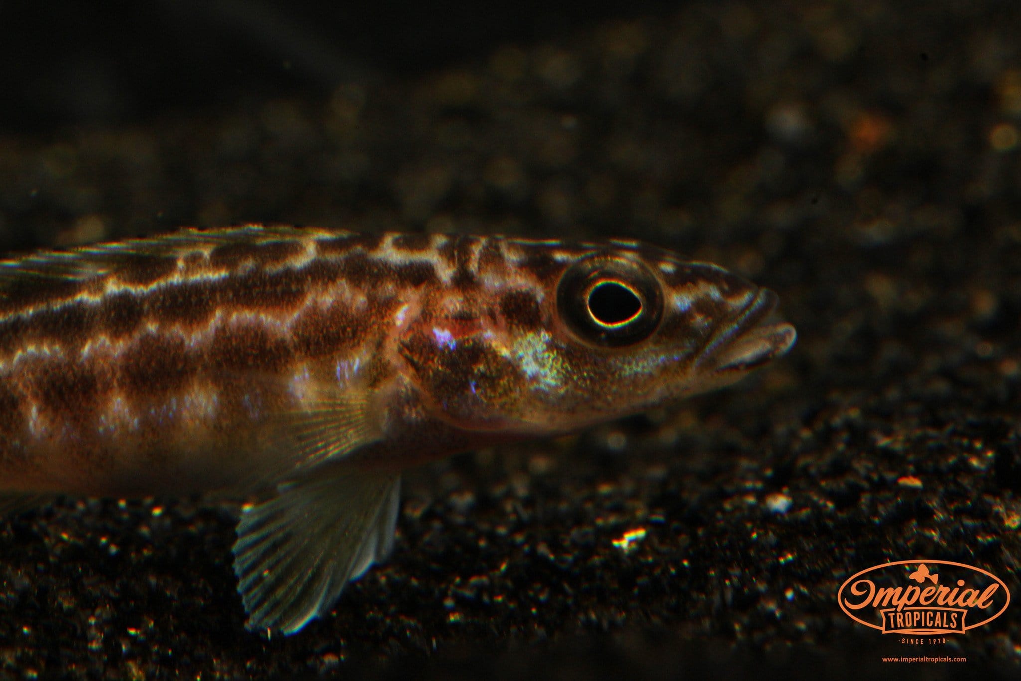 Lepidiolamprologus Kendall Cichlid Fish - African Lake Tanganyika Aquarium Fish for Home & Office Tanks