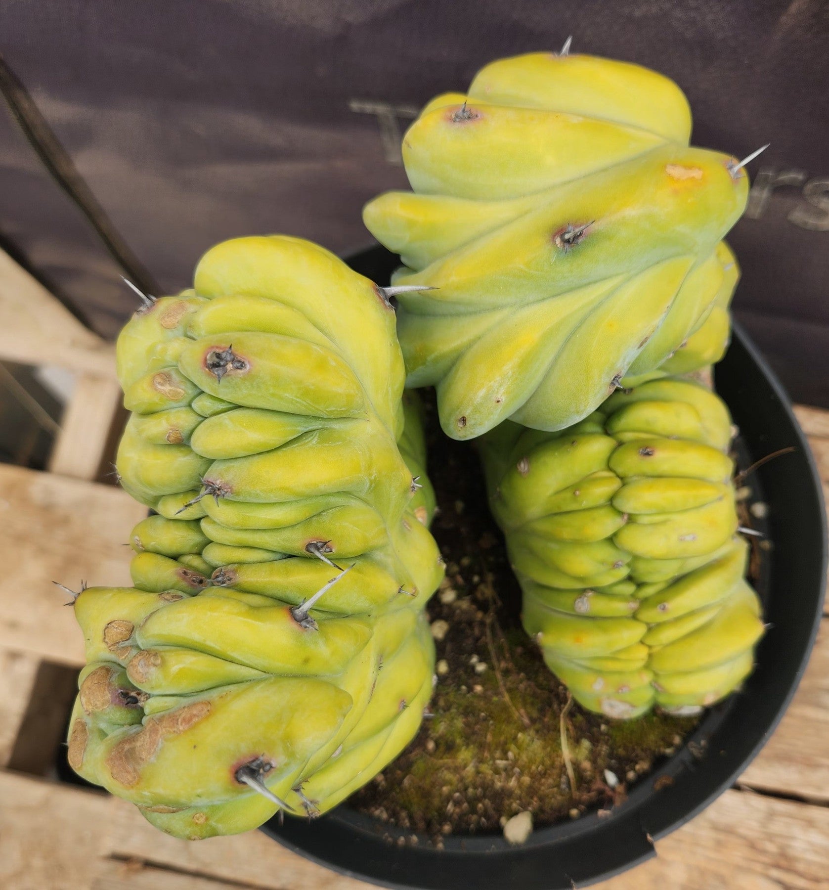 Blue Candle Cactus (Myrtillocactus Geometrizans Crested) - Rare Succulent for Home Decor, Office Desk, and Garden Landscaping