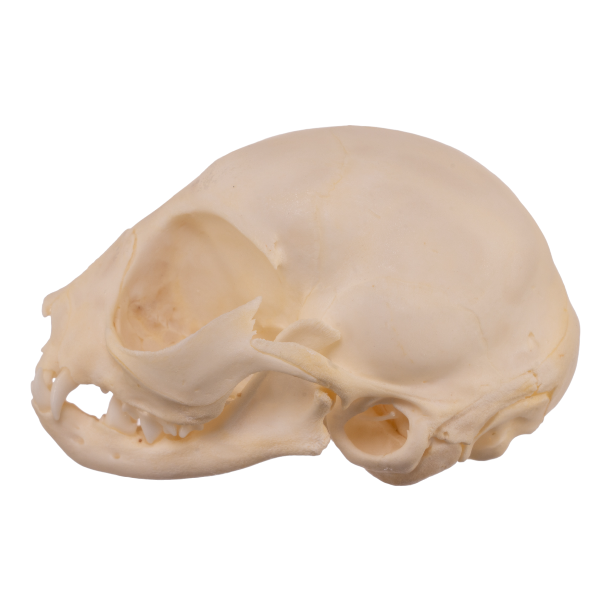 Real Domestic Cat Skull Replica - Authentic Kitten Skull Specimen for Veterinary Study, Taxidermy & Gothic Decor | Perfect for Halloween, Oddity Collections & Anatomy Education
