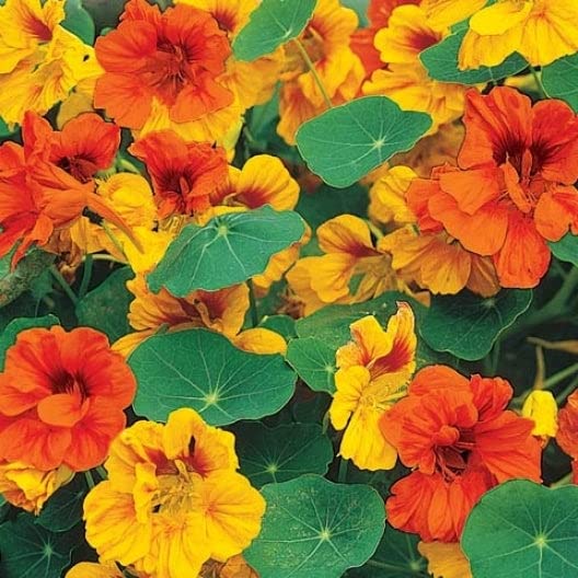 Eden Brothers Dwarf Nasturtium Seeds - Tom Thumb Mix Non-GMO Flower Seeds for Planting | Low-Maintenance, Fast-Growing Annual Flowers for Gardens, Containers & Borders | Perfect for Spring Planting in Zones 3-10 (USDA Hardiness) | Great for Pollinator Gardens, Edible Landscaping & Beginner Gardeners