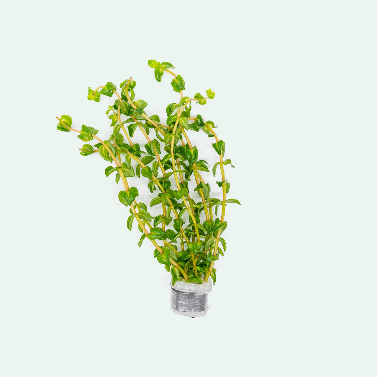 Rotala Bonsai Aquatic Plant for Aquarium - Perfect for Aquascaping, Nano Tanks & Freshwater Fish Tanks
