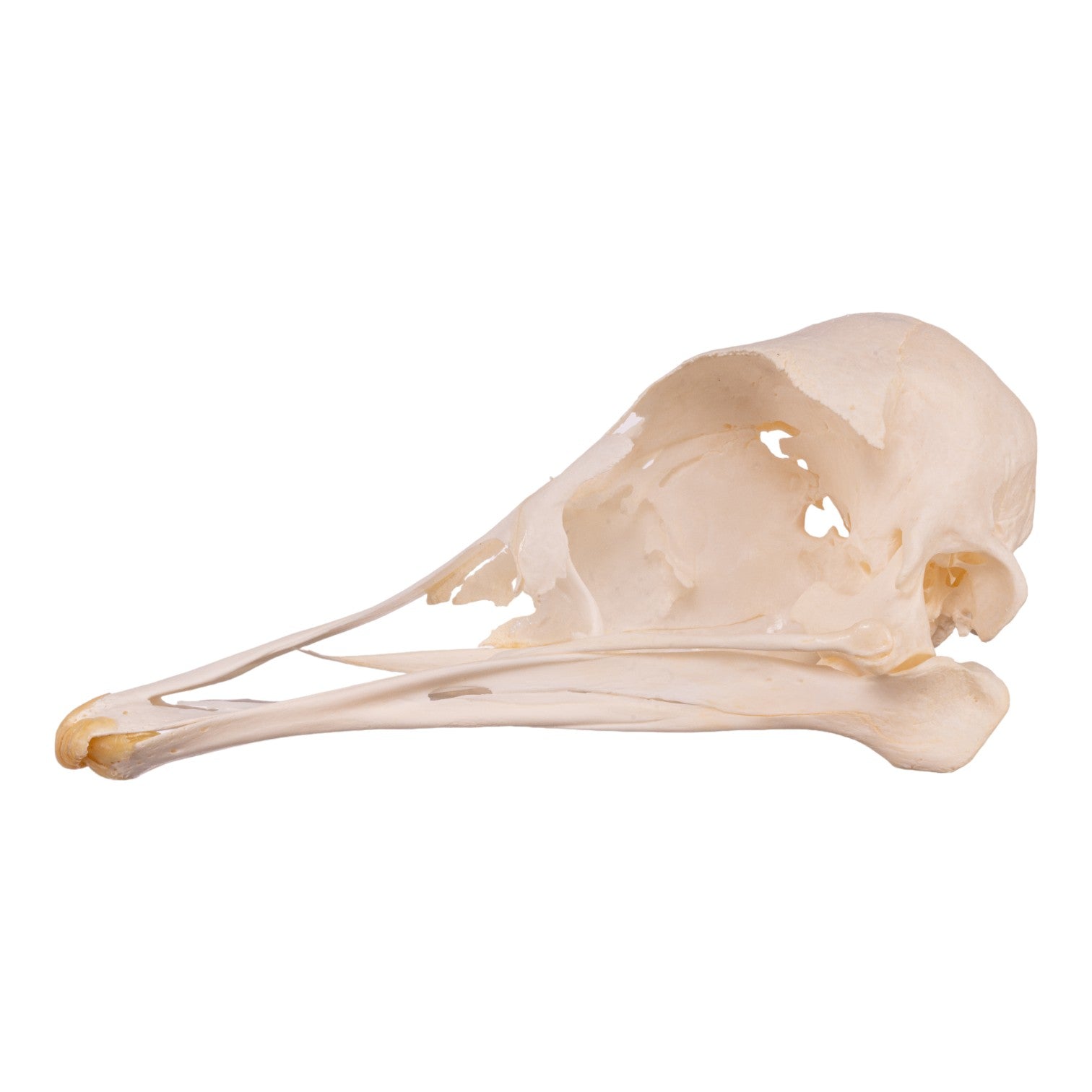 Authentic Ostrich Skull - Genuine Taxidermy Specimen for Home Decor, Gothic Decorations, and Unique Gift Ideas | Perfect for Halloween, Horror Themes, and Oddity Collections