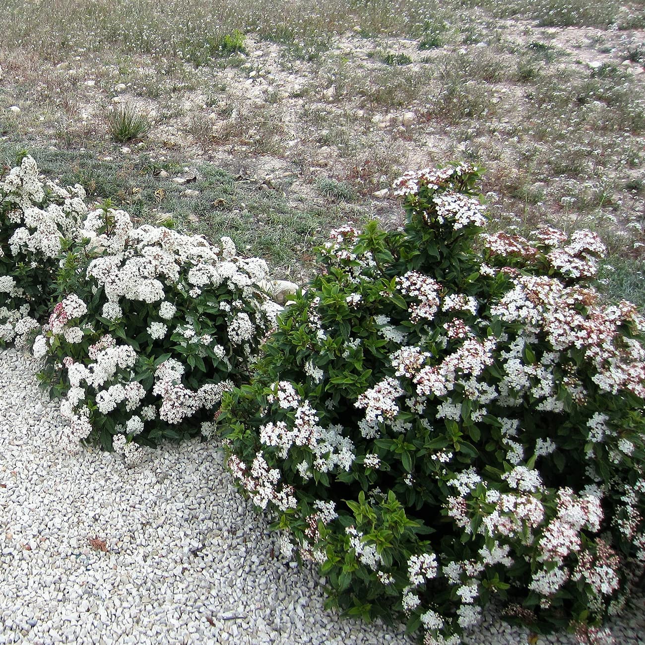 PERFECT PLANTS Spring Bouquet Viburnum Shrub - 7 Gallon Live Evergreen Outdoor Plant with Fragrant White Spring Flowers | Low Maintenance Garden Shrub for Landscaping, Hedges & Privacy Screens