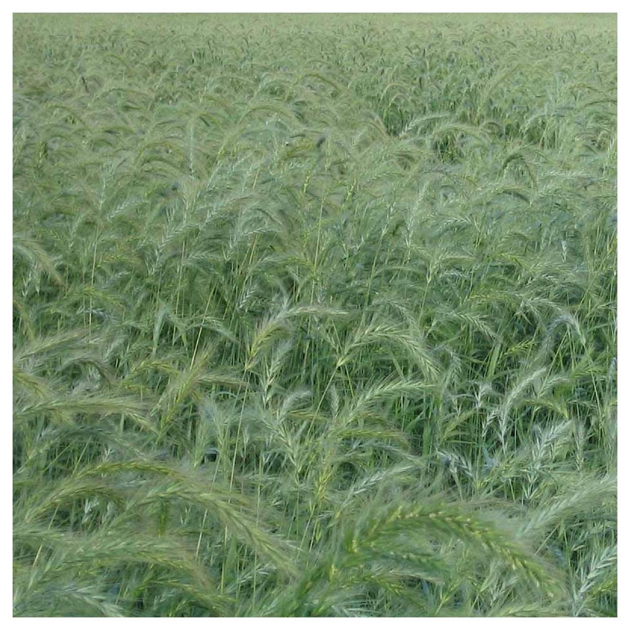 500 Canada Wild Rye Native Grass Seeds - Everwilde Farms Gold Vault Jumbo Seed Packet for Landscaping, Erosion Control & Wildlife Habitat