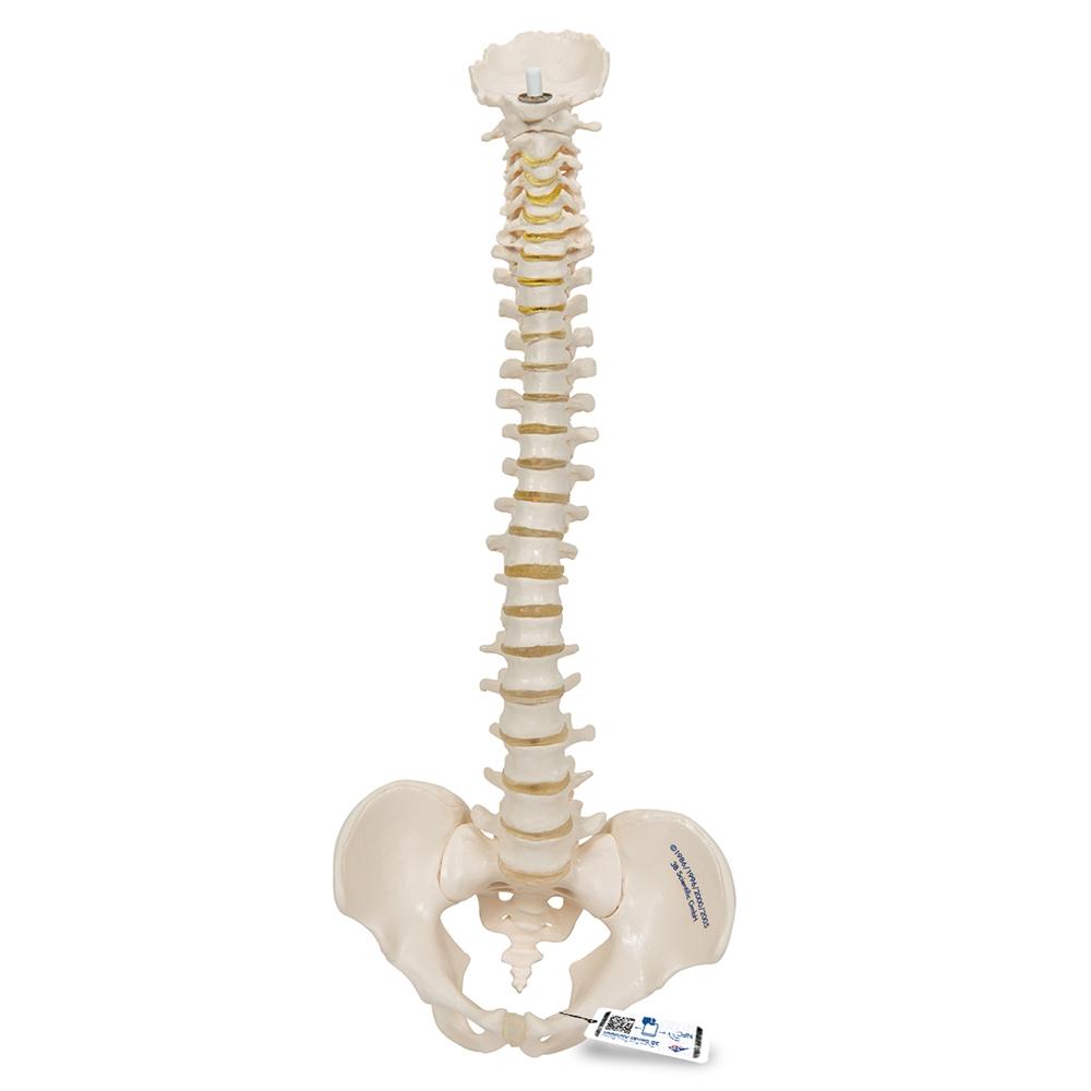 Flexible Mini Spinal Column Model - Anatomical Spine Teaching Tool for Medical Students & Chiropractors - Perfect for Classroom, Clinic & Study Use