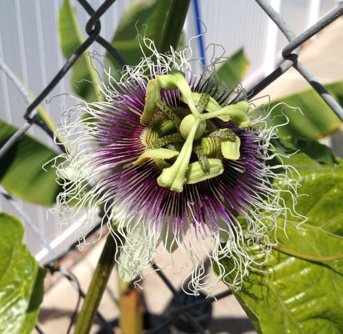Passiflora 'Frederick' Edible Purple Passion Flower Fruit Vine - Live Tropical Plant for Home Garden | Grow Your Own Exotic Fruits | Perfect for Landscaping, Backyard Orchard & Fresh Smoothies