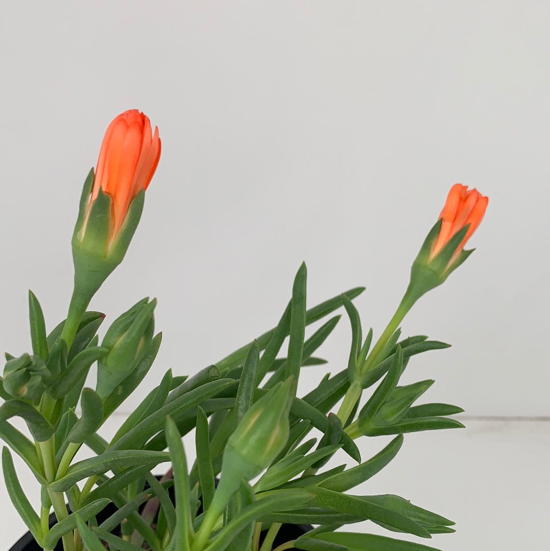 Orange Ice Plant (Mesembryanthemum) - Drought-Tolerant Ground Cover for Sunny Gardens, Rock Gardens & Coastal Landscaping