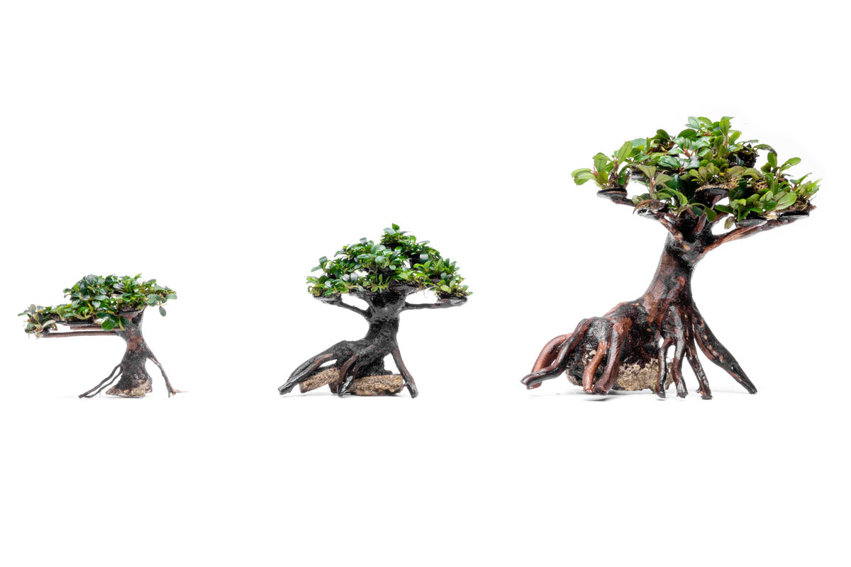 Bucephalandra Bonsai Tree - Live Aquatic Plant for Aquascaping | Perfect for Fish Tanks, Aquariums & Terrariums | Low Maintenance Freshwater Plant Decor