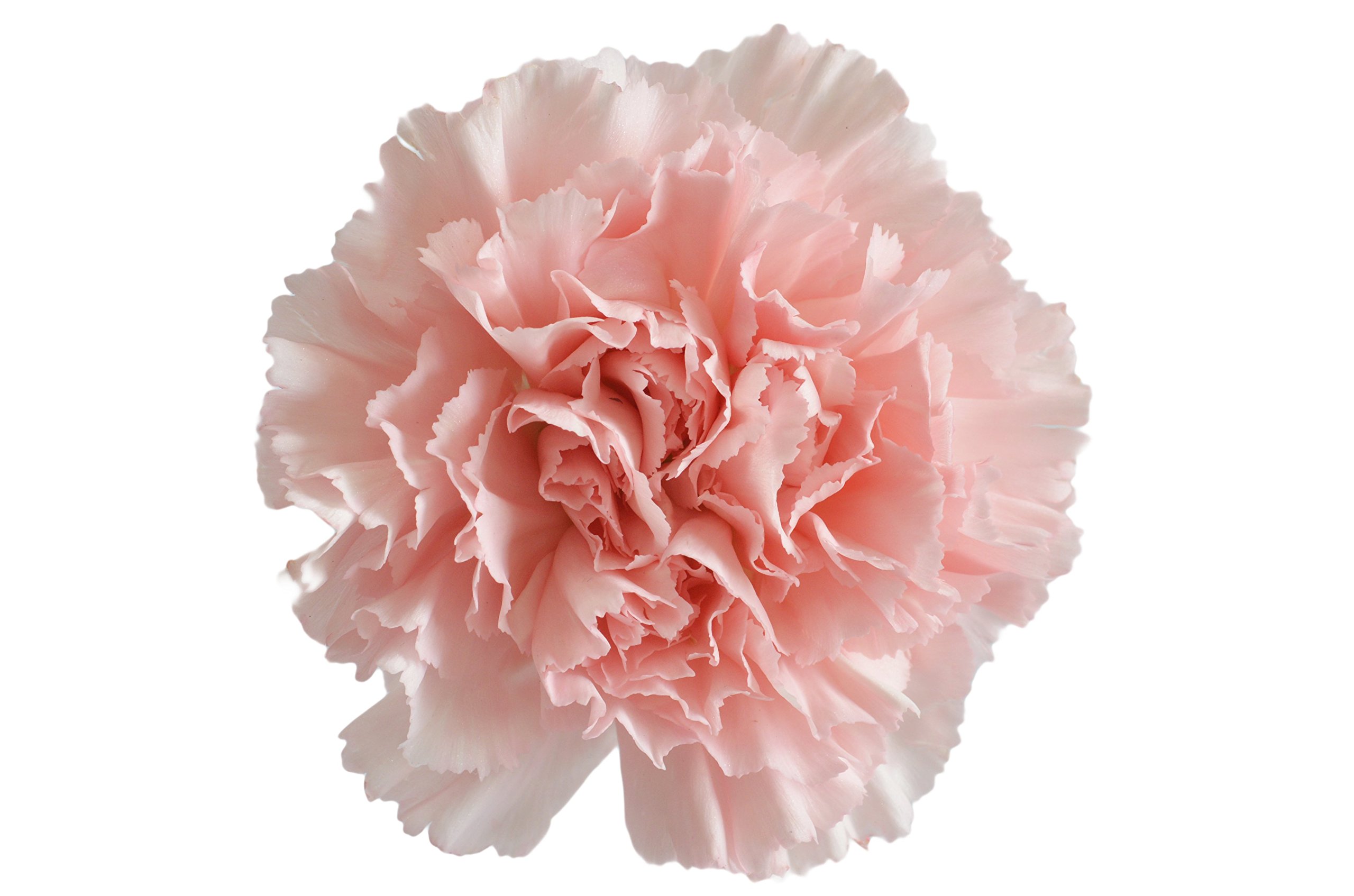 Farm2Door PRIME NEXT DAY DELIVERY - 75 Fresh Pink Carnations Wedding Bouquet - Wholesale Fresh Cut Flowers for Birthday, Anniversary, Thank You & Mother's Day Gifts - Perfect for Wedding Centerpieces, Bridal Showers & Romantic Decorations
