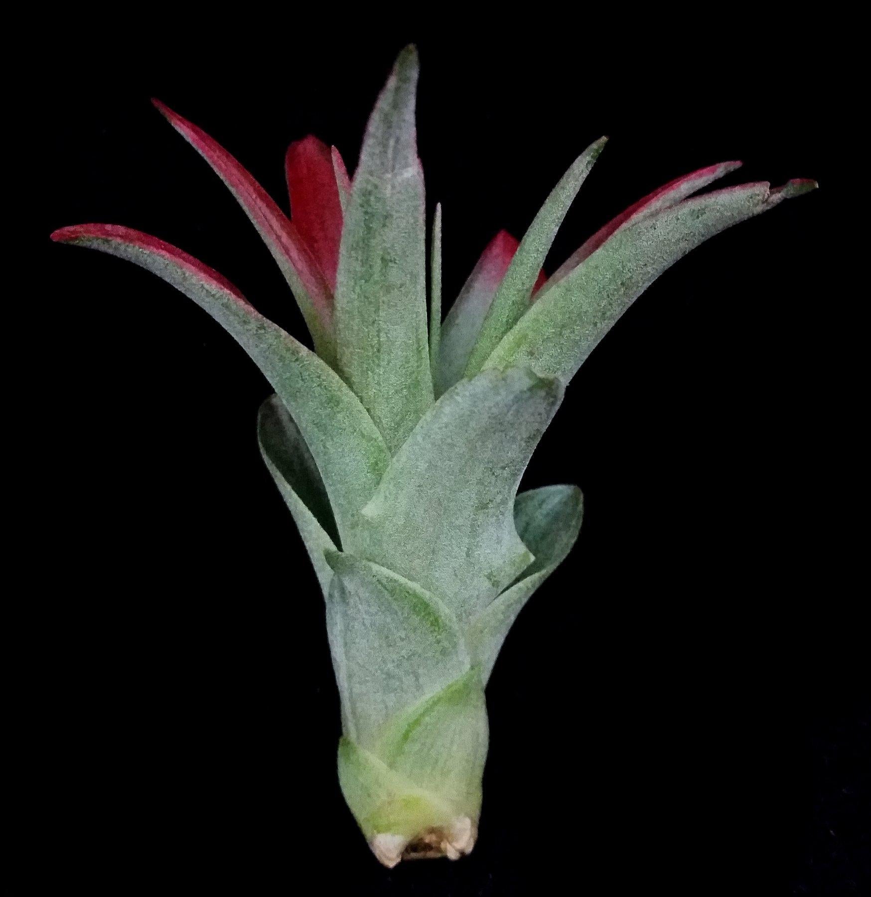 Tillandsia Brachycaulos Air Plant - Easy Care Indoor Houseplant for Home, Office, and Terrarium Decor