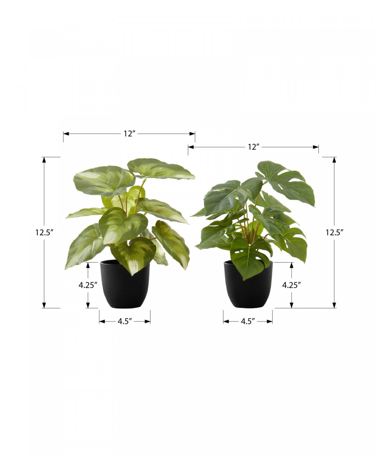 13 Monstera and Calathea Plants Set with 4 Black Pots - Indoor Houseplants for Home & Office Decor - Perfect for Living Room, Bedroom, or Workspace Greenery