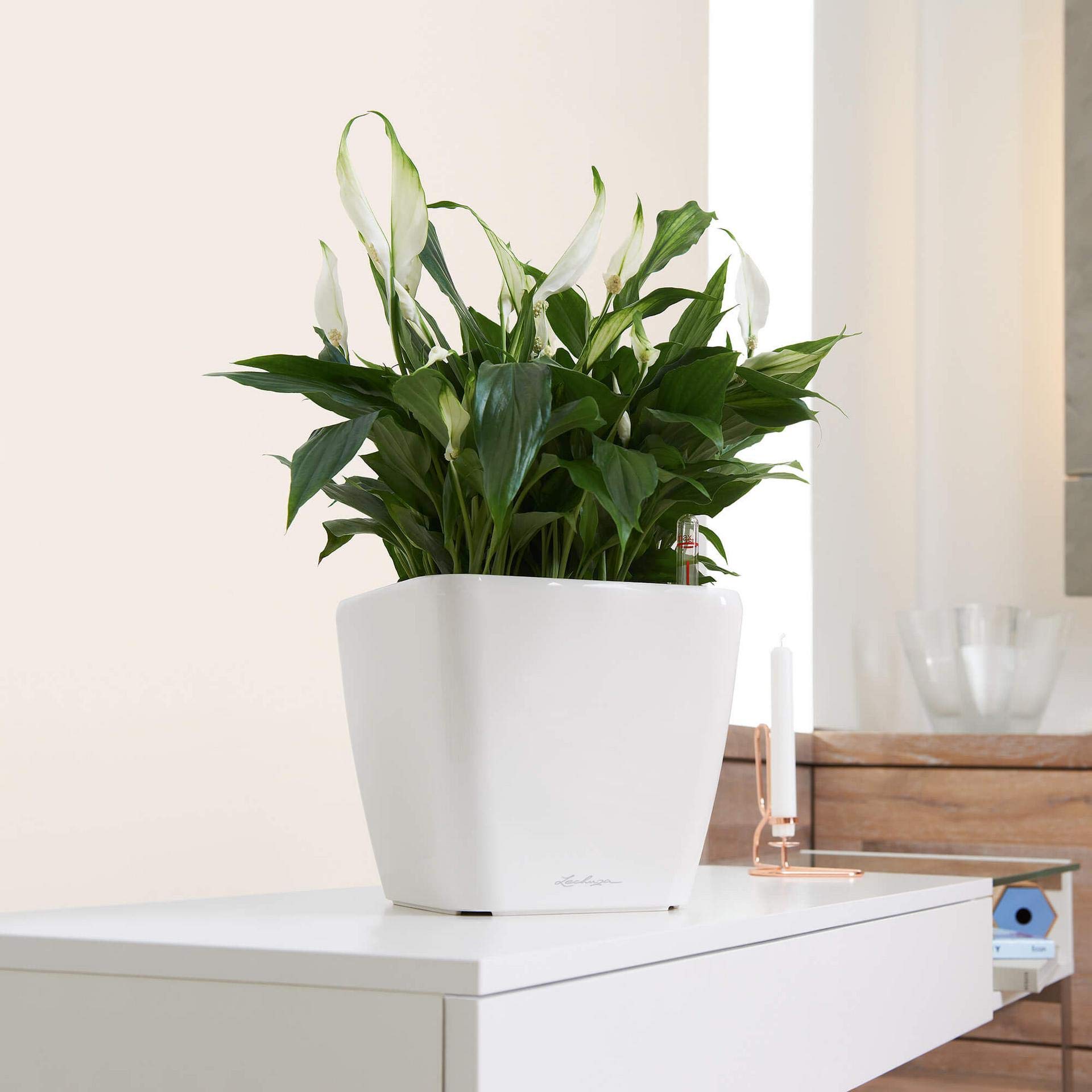 Lechuza Quadro Premium LS 28 Self-Watering Planter - Taupe High Gloss Finish (Model 16145) | Modern Indoor Flower Pot for Home, Office & Balcony Decor