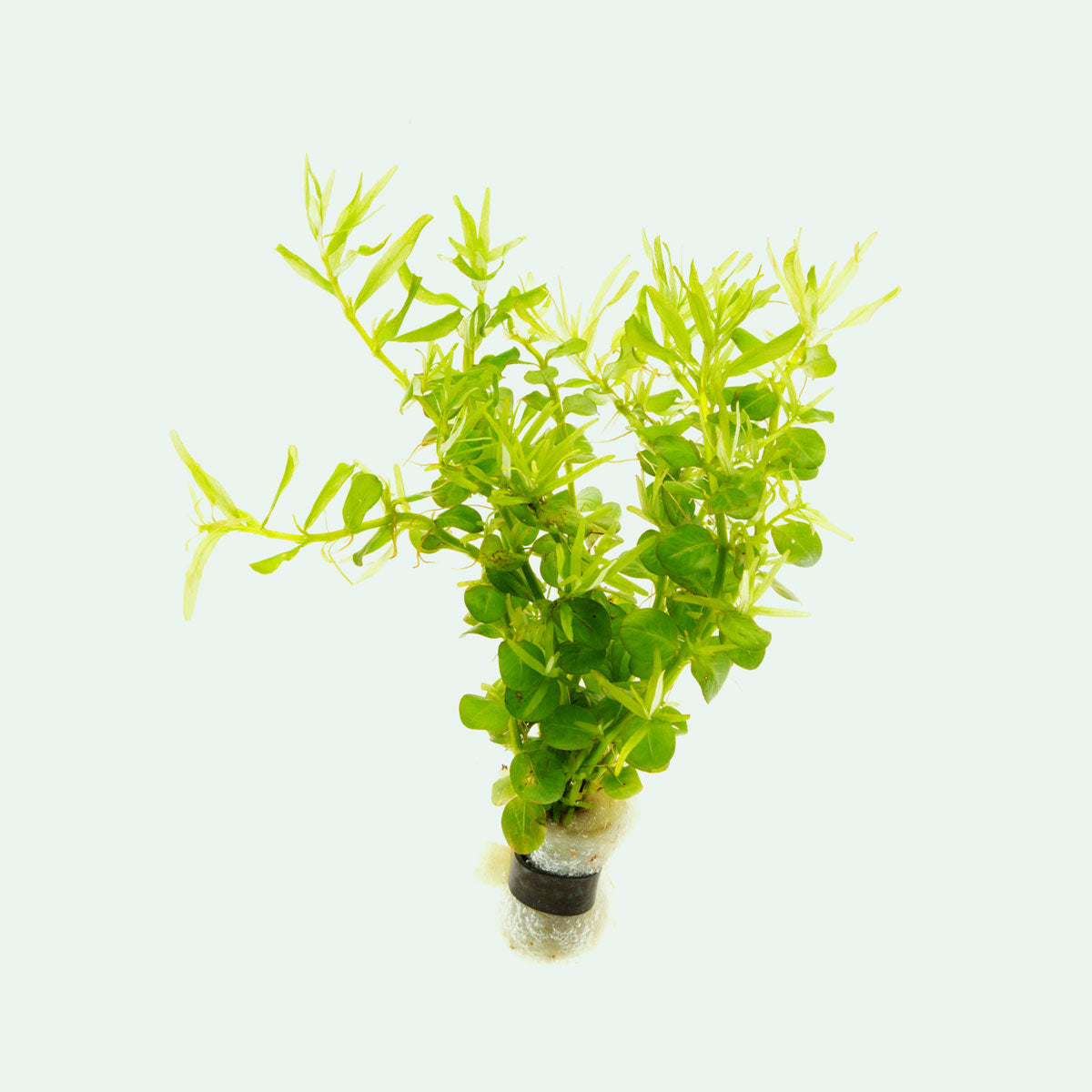 Rotala Green Aquatic Plant for Aquariums - Freshwater Live Plant for Fish Tanks, Aquascaping & Planted Aquariums - Perfect for Beginners & Advanced Hobbyists