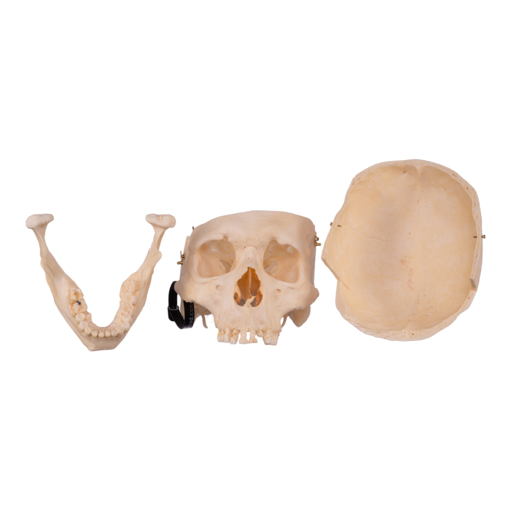 Premium Anatomical Human Skull Model - Accurate Medical & Educational Tool for Students, Doctors & Researchers | Perfect for Anatomy Study, Classroom Teaching & Medical Training