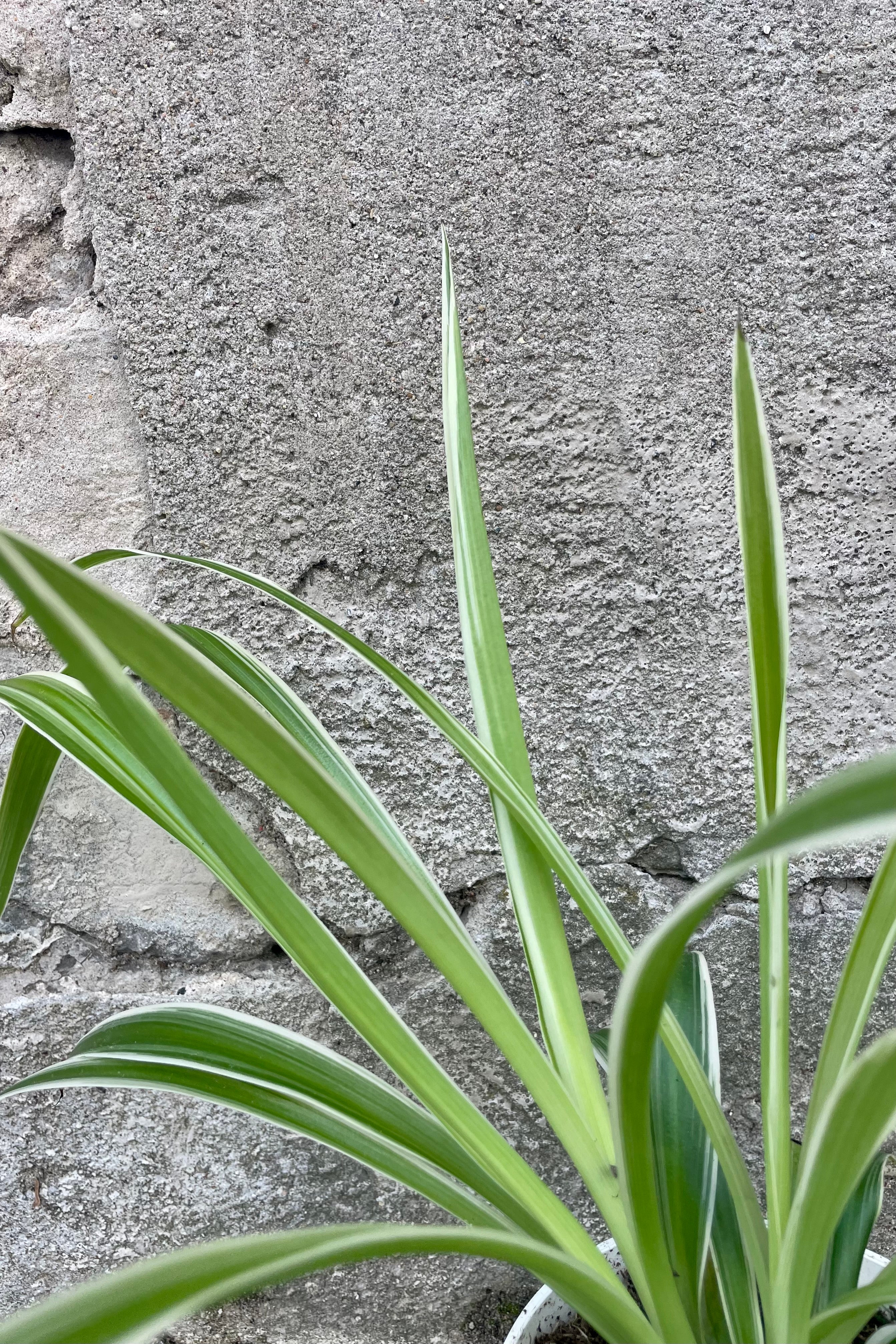 Chlorophytum Comosum 'Ocean' Spider Plant - Air Purifying Houseplant for Home, Office, and Indoor Decor - Easy Care Low Light House Plant for Beginners