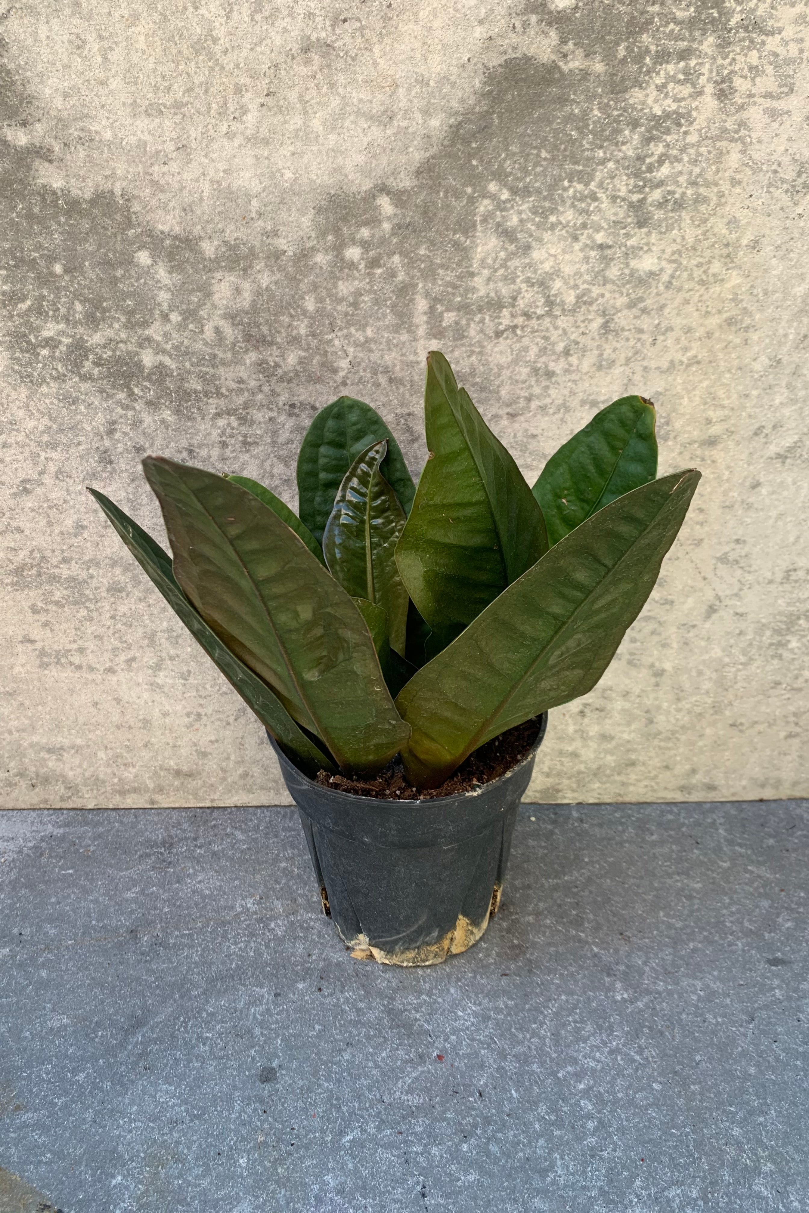 Anthurium Superbum - 6
