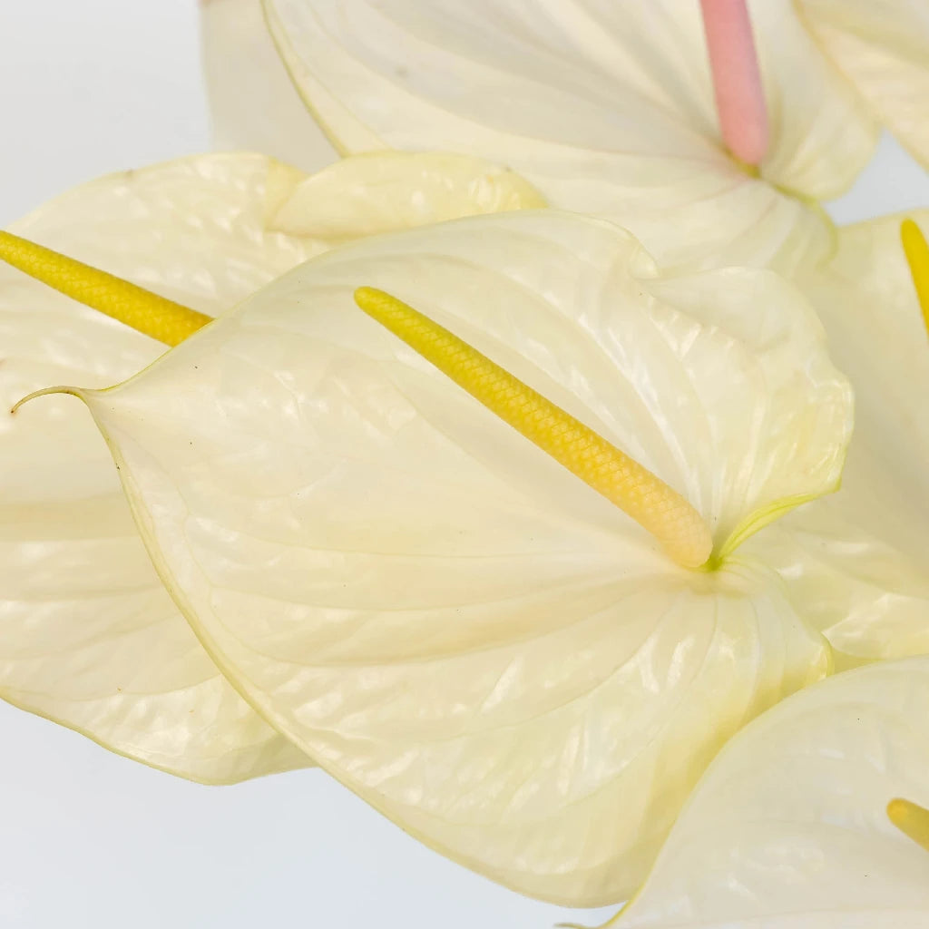Anthurium Fair Maiden Tropical Flower - Exotic Live Houseplant for Home & Office Decor | Perfect for Indoor Gardens, Wedding Centerpieces & Tropical-Themed Events