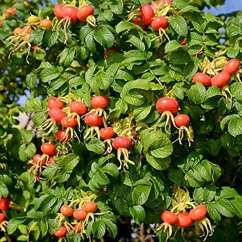 Rosa Rugosa Seeds (Sand Rose, Hedgehog Rose, Wrinkled Rose) - 1/2 oz (1,400 Seeds) by MySeeds.Co - Perfect for Landscaping, Hedges & Fragrant Gardens