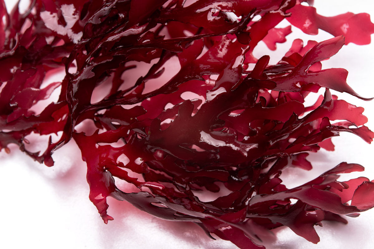 Premium Dragon's Breath Macro Algae for Saltwater Aquariums - Vibrant Red Marine Plant for Reef Tanks, Coral Growth & Fish Habitat Enhancement (Perfect for Nano Tanks & Aquatic Decor)