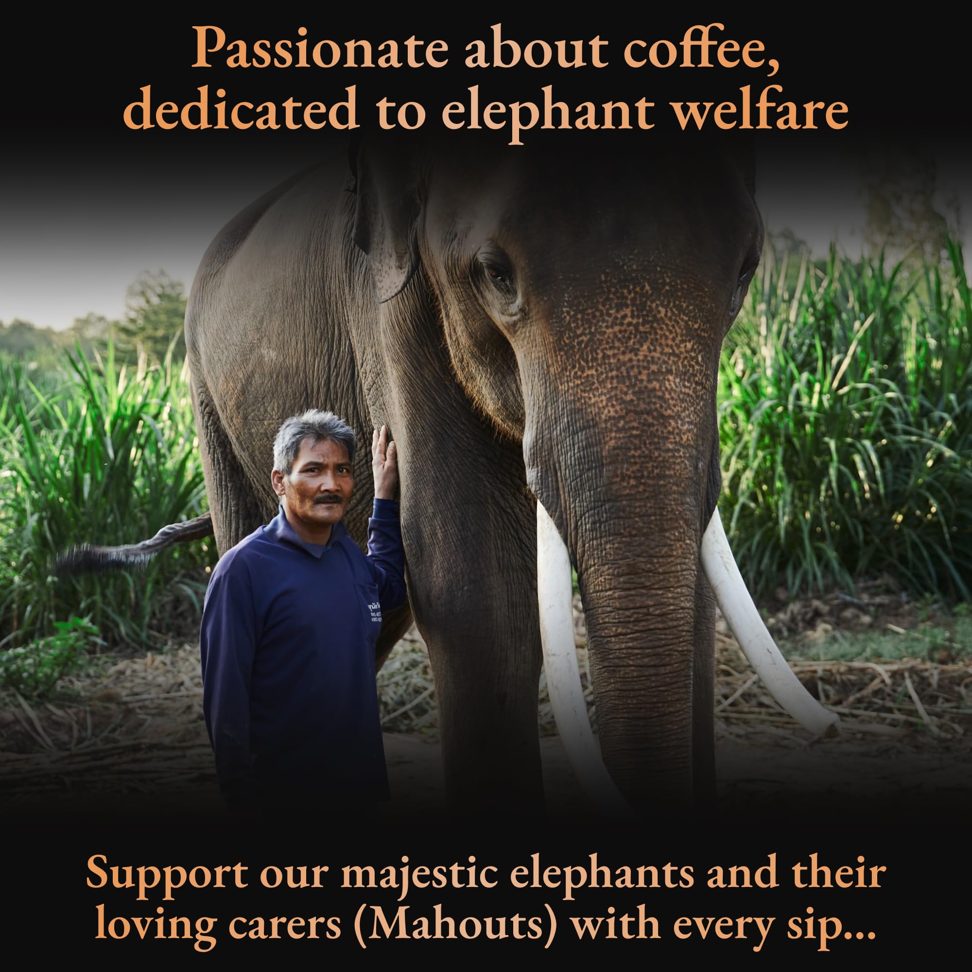 Black Ivory Coffee Mahout's Blend - Premium Low Acid Arabica Coffee Beans, Medium Roast, World's Most Expensive Elephant Refined Coffee - Perfect Luxury Gift for Coffee Lovers, Ideal for Special Occasions & Gourmet Coffee Tasting