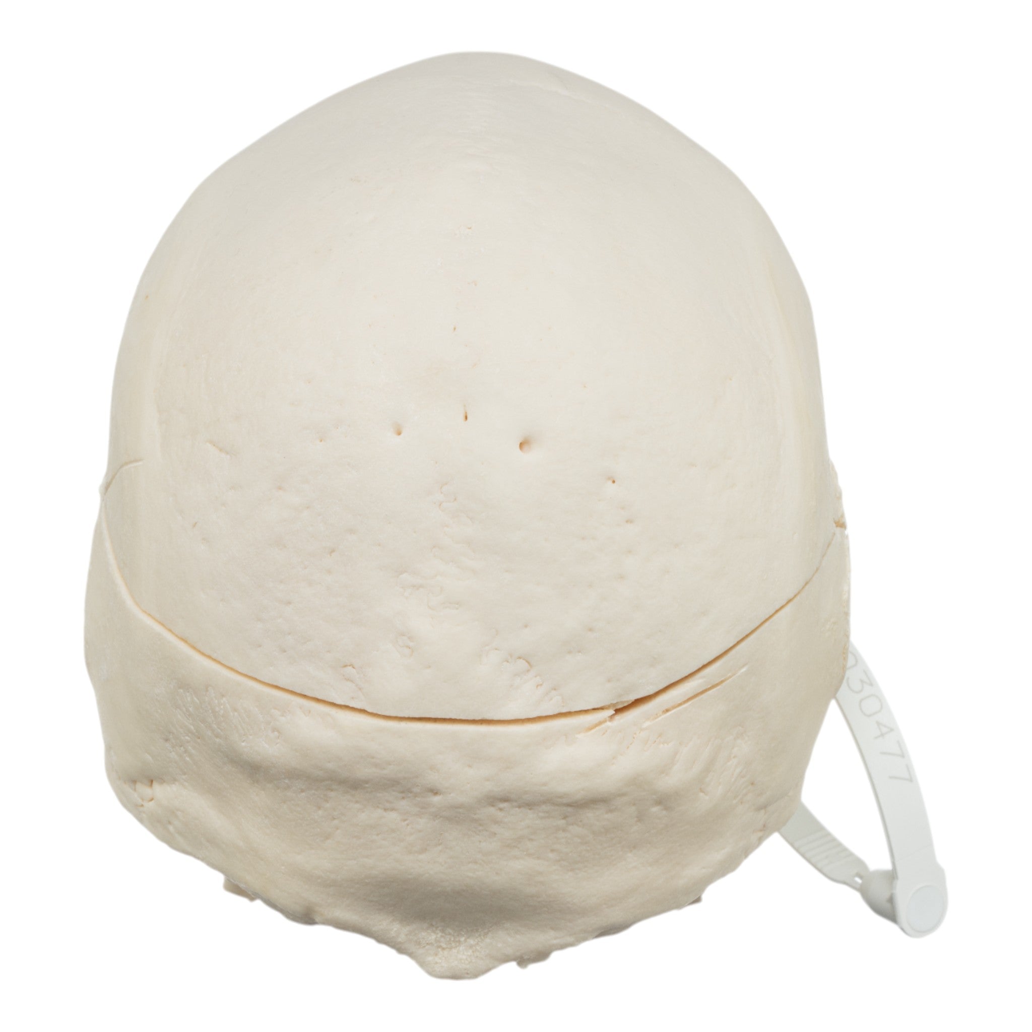 Premium Human Skull Model for Medical Research & Anatomy Study - Perfect for Medical Training, Classroom Education & Halloween Decor