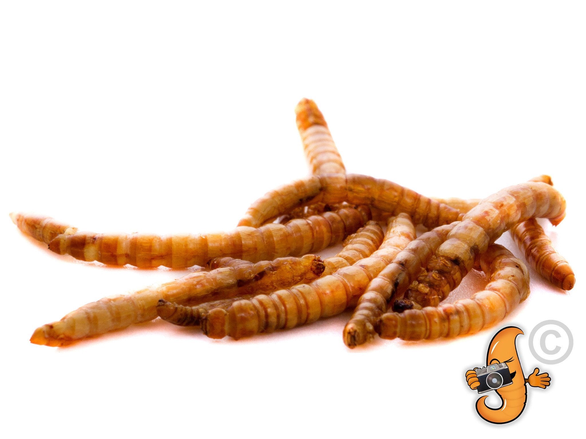 Premium 30Lbs Chubby Dried Mealworms - High Protein Bird & Reptile Food for Chickens, Wild Birds, Turtles & Fish - Perfect for Pet Feeding & Outdoor Wildlife Attraction