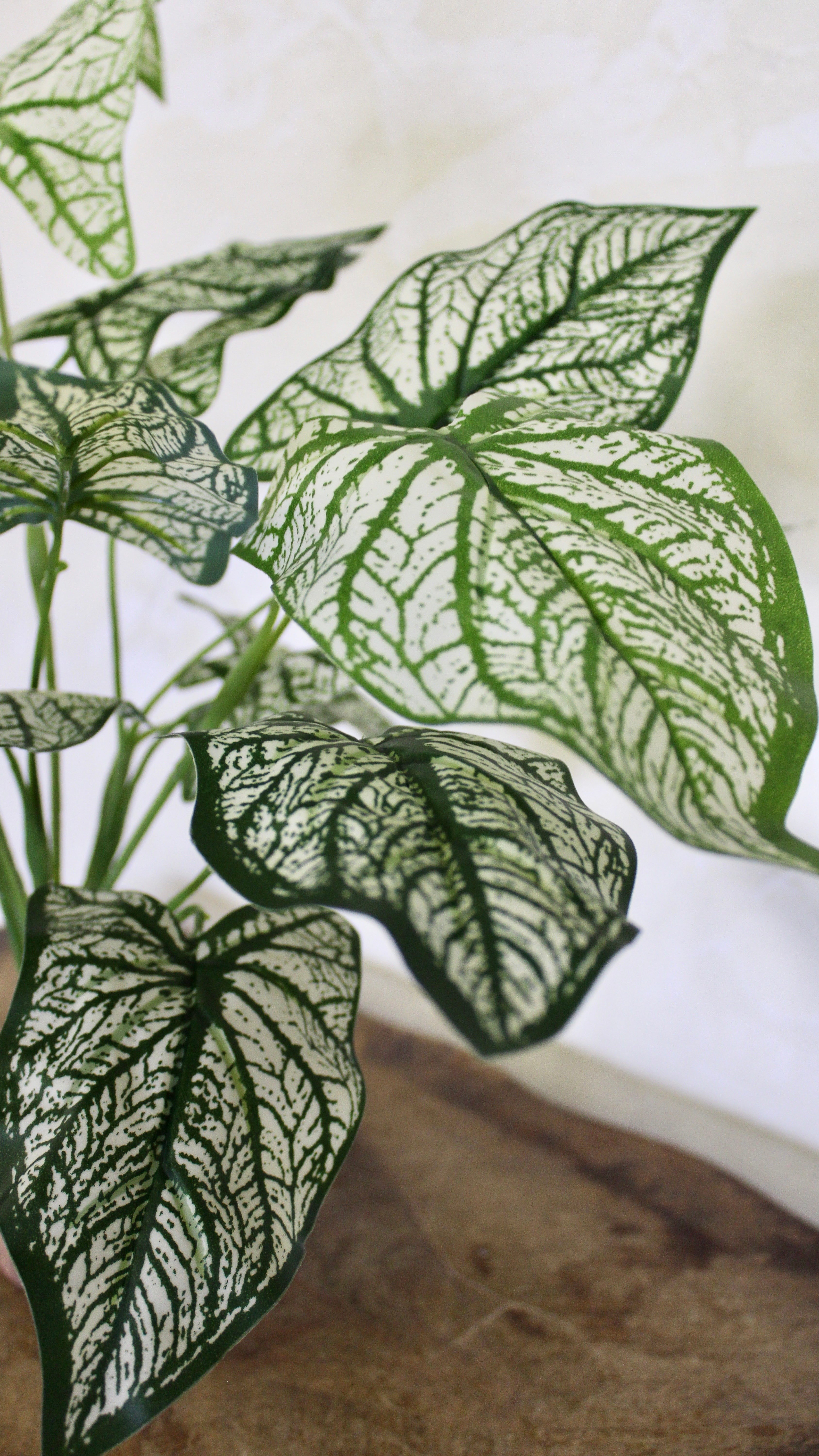 Caladium Bush White Green - Stunning Variegated Foliage Plant for Indoor & Outdoor Gardens | Perfect for Home Decor, Landscaping, and Office Spaces