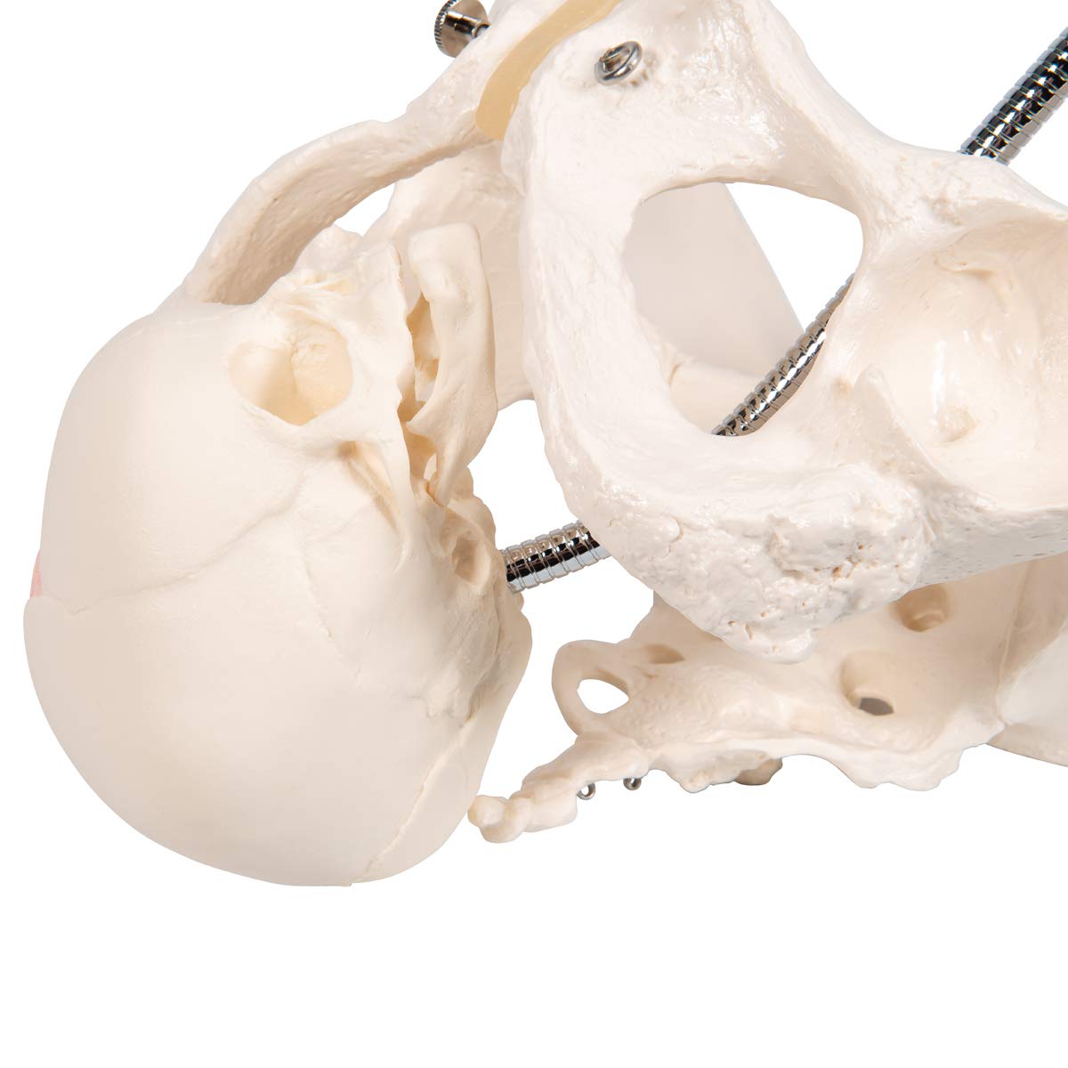 3B Scientific L30 Childbirth Demonstration Pelvis Model - 3B Smart Anatomy | Medical Teaching Tool for Obstetrics & Midwifery Training | Perfect for Classroom, Hospital, and Clinical Education