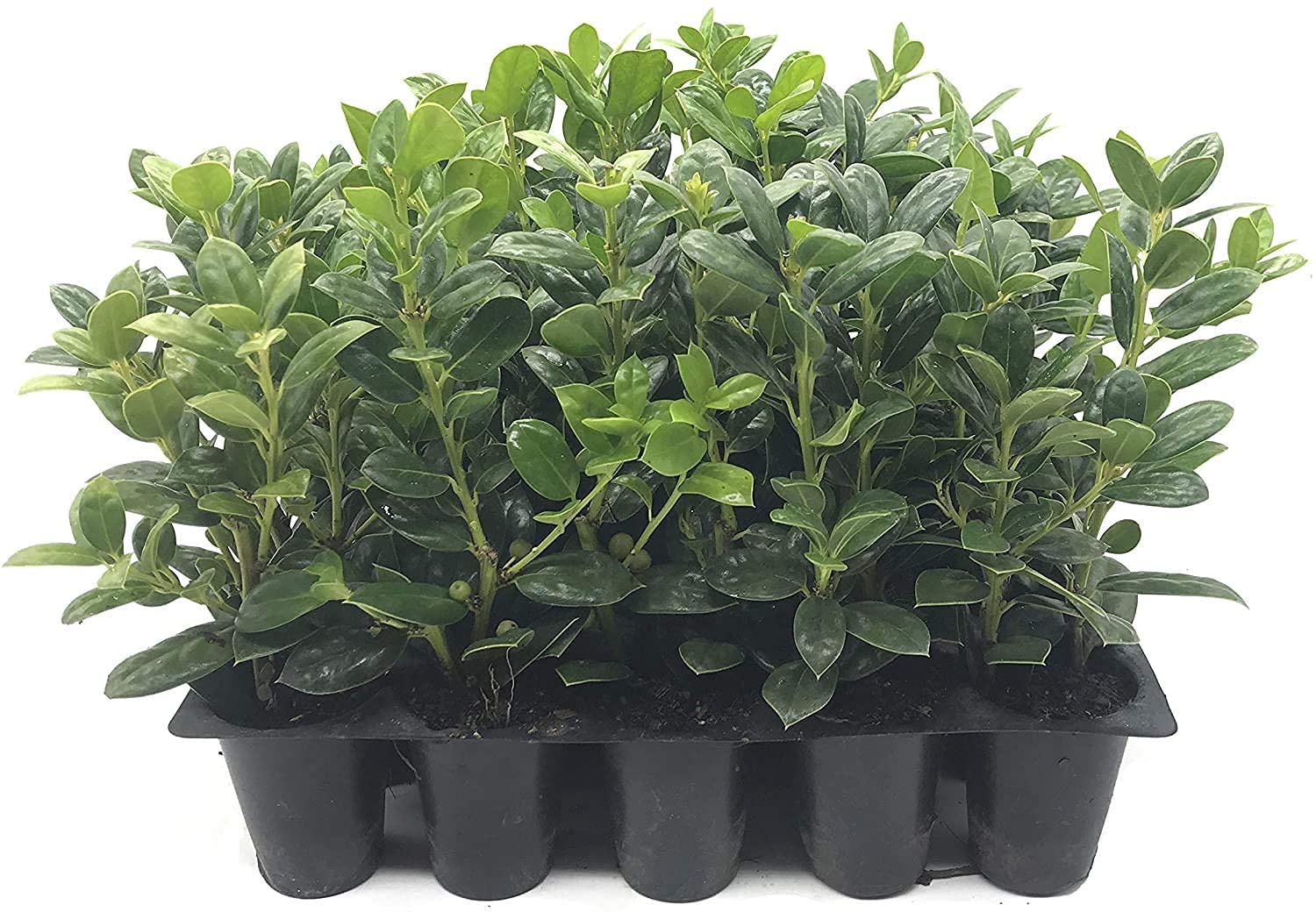 Dwarf Burford Holly - 40 Live Plants - Ilex Burfordii Evergreen Hedge with Red Berries - Perfect for Landscaping, Privacy Screens, and Winter Gardens