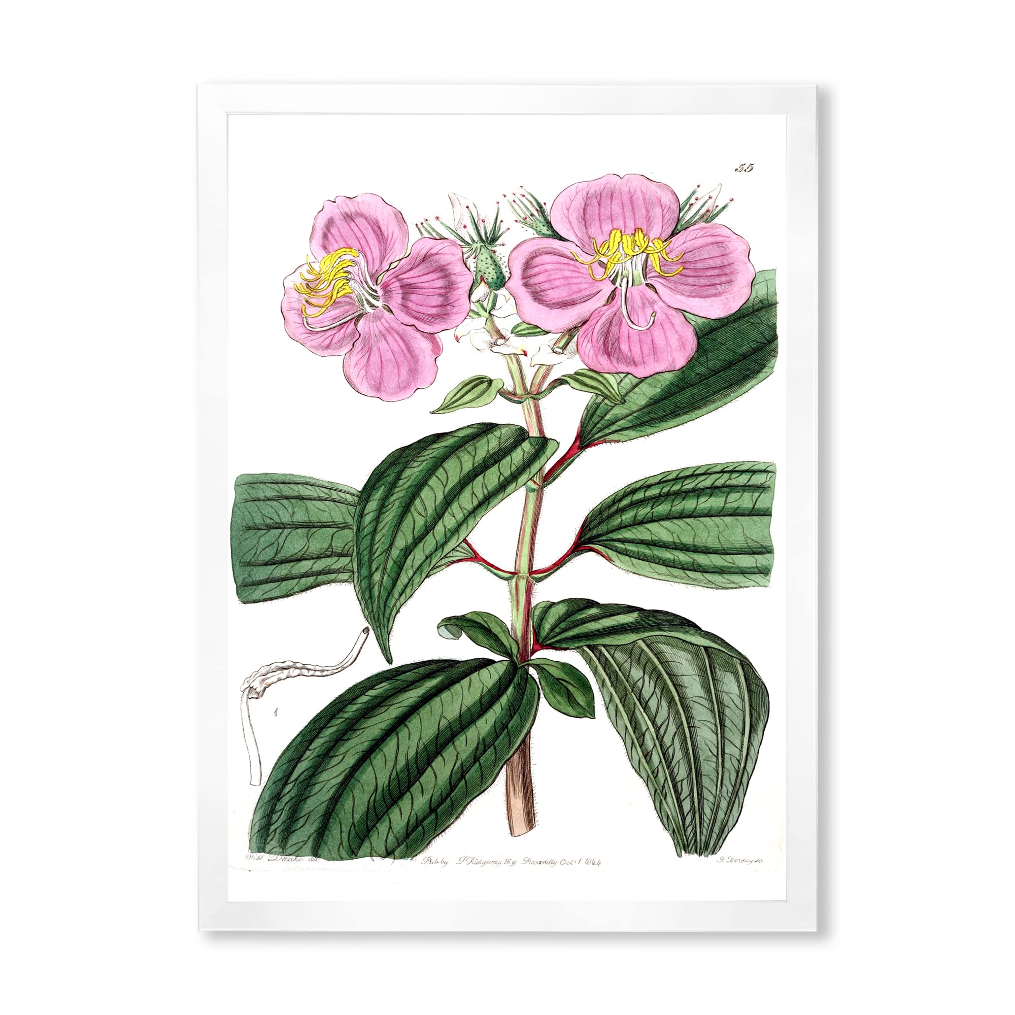 Vintage Plant Life XXIII Traditional Framed Wall Art - Botanical Home Decor for Living Room, Bedroom & Office - Perfect Gift for Nature Lovers