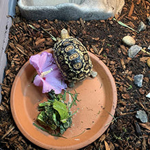 Premium Wooden Tortoise House - Outdoor Turtle Habitat & Reptile Enclosure with Storage Shelf - Perfect for Backyard, Garden, or Patio Use
