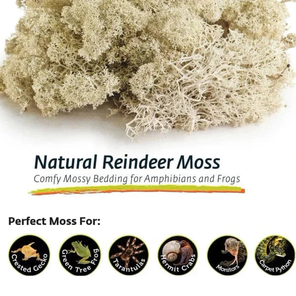 Galápagos Reindeer Moss - Natural Decorative Moss for Terrariums, Fairy Gardens & Home Decor | Air Plant & Succulent Accent