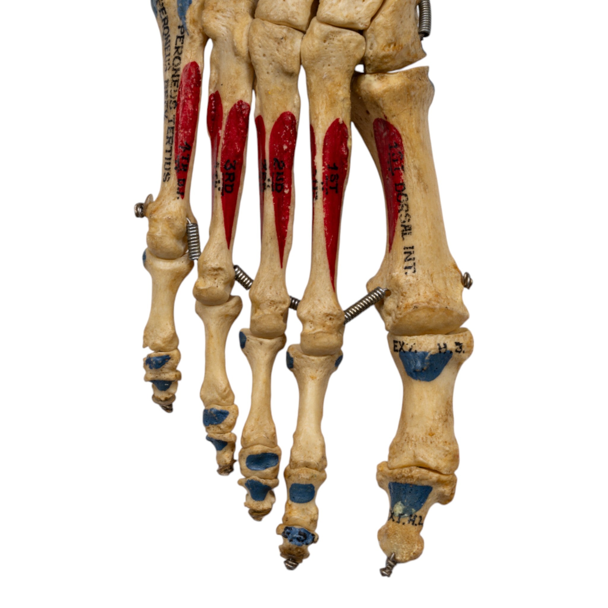 Realistic Articulated Human Right Foot Model - Painted for Medical Training & Anatomy Study | Perfect for Classroom, Lab & Art Reference