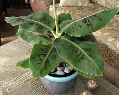 Musa 'Truly Tiny' Super Dwarf Banana Plant - Live Indoor Fruit Tree for Small Spaces - Perfect for Patios, Balconies & Container Gardening