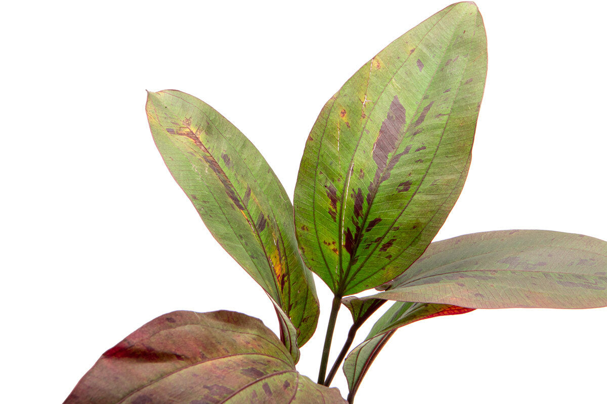 Echinodorus Ozelot Red Live Aquarium Plant - Vibrant Red Leaves for Fish Tanks, Aquascaping & Aquatic Gardens | Perfect for Freshwater Aquariums & Planted Tanks