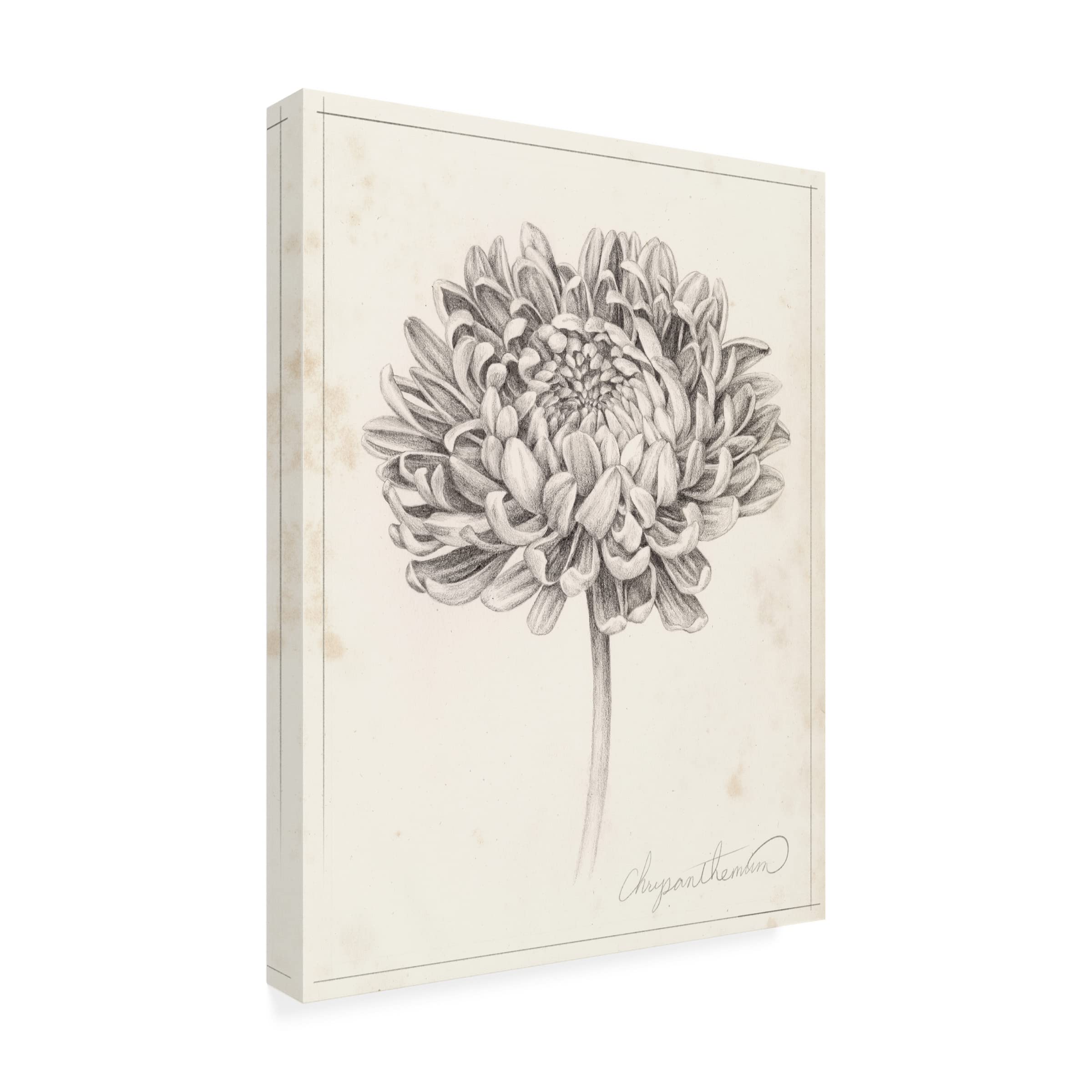 Grace Popp Graphite Chrysanthemum Study II Canvas Wall Art Print - Modern Floral Home Decor for Living Room, Bedroom & Office