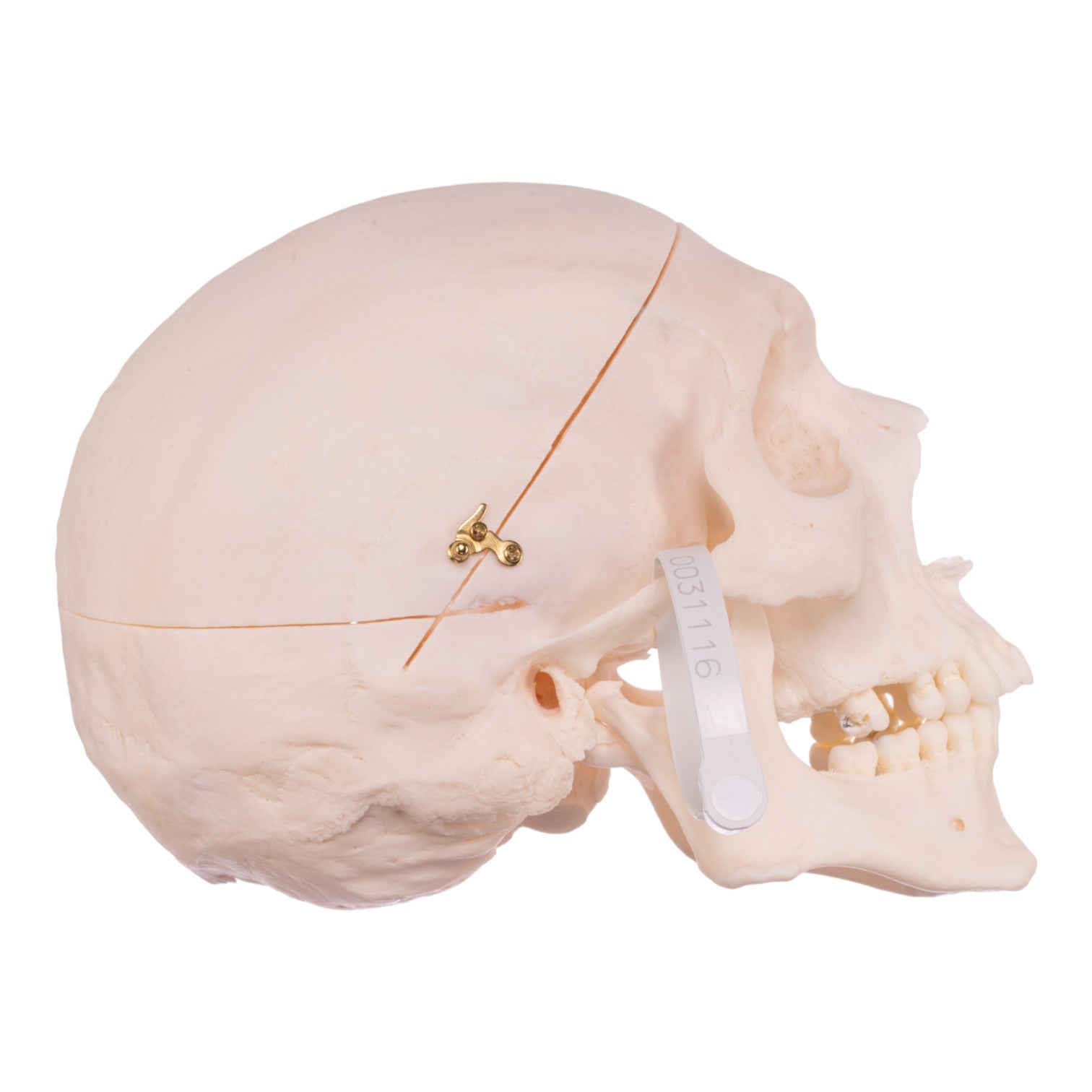 Premium Anatomical Human Skull Model - Accurate Medical & Educational Replica for Students, Doctors & Collectors - Perfect for Classroom Study, Medical Training & Halloween Decor