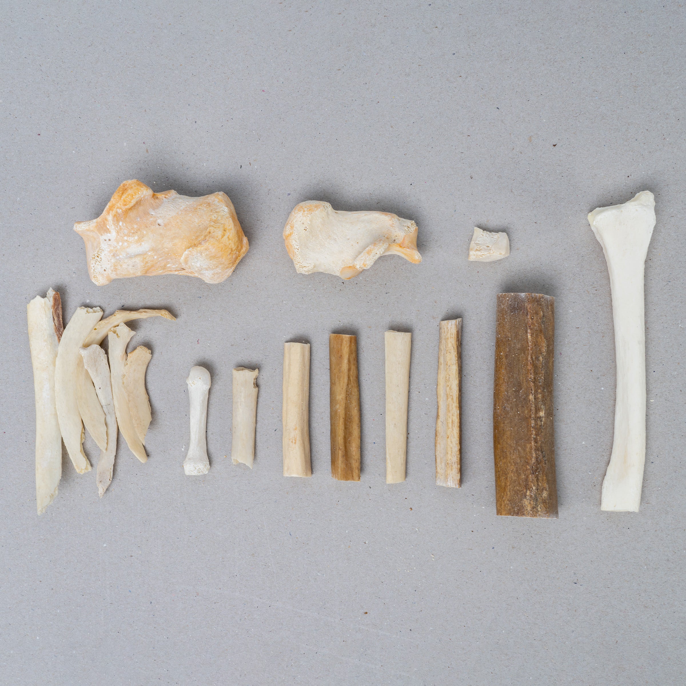 Real Search & Rescue Dog Cadaver Training Bones - High-Quality Scent Detection Tools for K9 Units & Police Dogs - Perfect for Professional Training & Emergency Scenarios