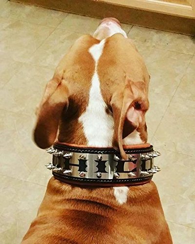 Bestia® Genuine Leather Personalized Dog Collar - Custom Engraved Stainless Steel Name Plate, 2.5