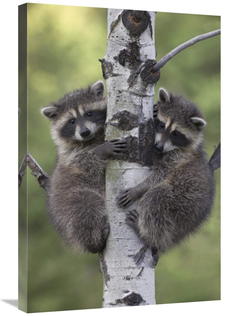 20 x 30 Inch Raccoon Art Print - Adorable Baby Raccoons Climbing Tree by Tim Fitzharris | North American Wildlife Wall Decor for Living Room, Nursery & Office