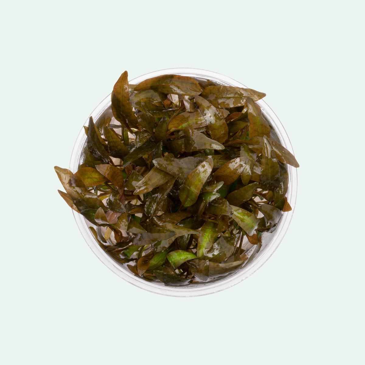 Cryptocoryne Wendtii Brown Live Aquarium Plant - Easy Low Light Aquatic Plant for Fish Tanks, Aquascaping & Freshwater Aquariums