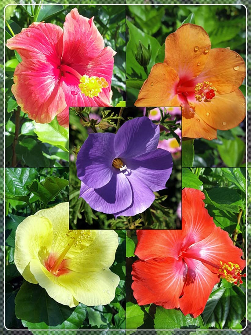 2 PCS Hardy Perennial Hibiscus Plants - Ready to Grow in Pots, Year-Round Blooming Flowers for Garden & Home Decor, Perfect Gift for Plant Lovers (SSS-Hibiscus) - Ideal for Patios, Balconies & Indoor Gardening