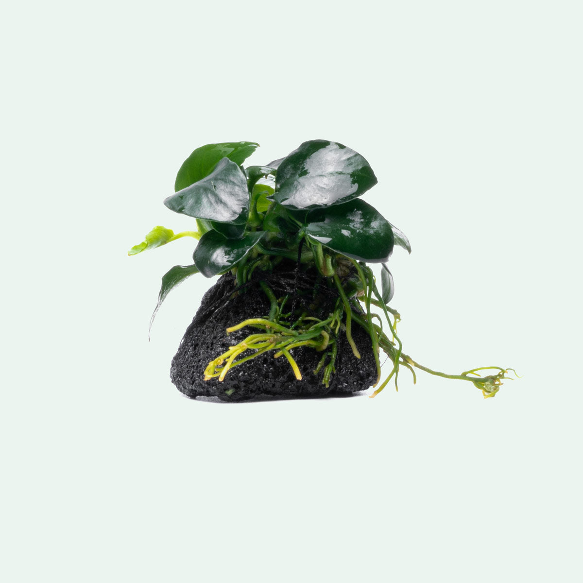 Anubias Barteri Petite Round Lava Stone - Live Aquarium Plant for Fish Tank Decor | Perfect for Nano Tanks, Aquascaping & Low Light Aquariums
