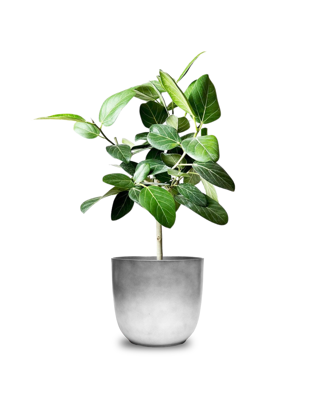 Ficus Audrey 10 Inch Indoor Potted Plant - Perfect for Home Decor, Office Greenery & Housewarming Gifts