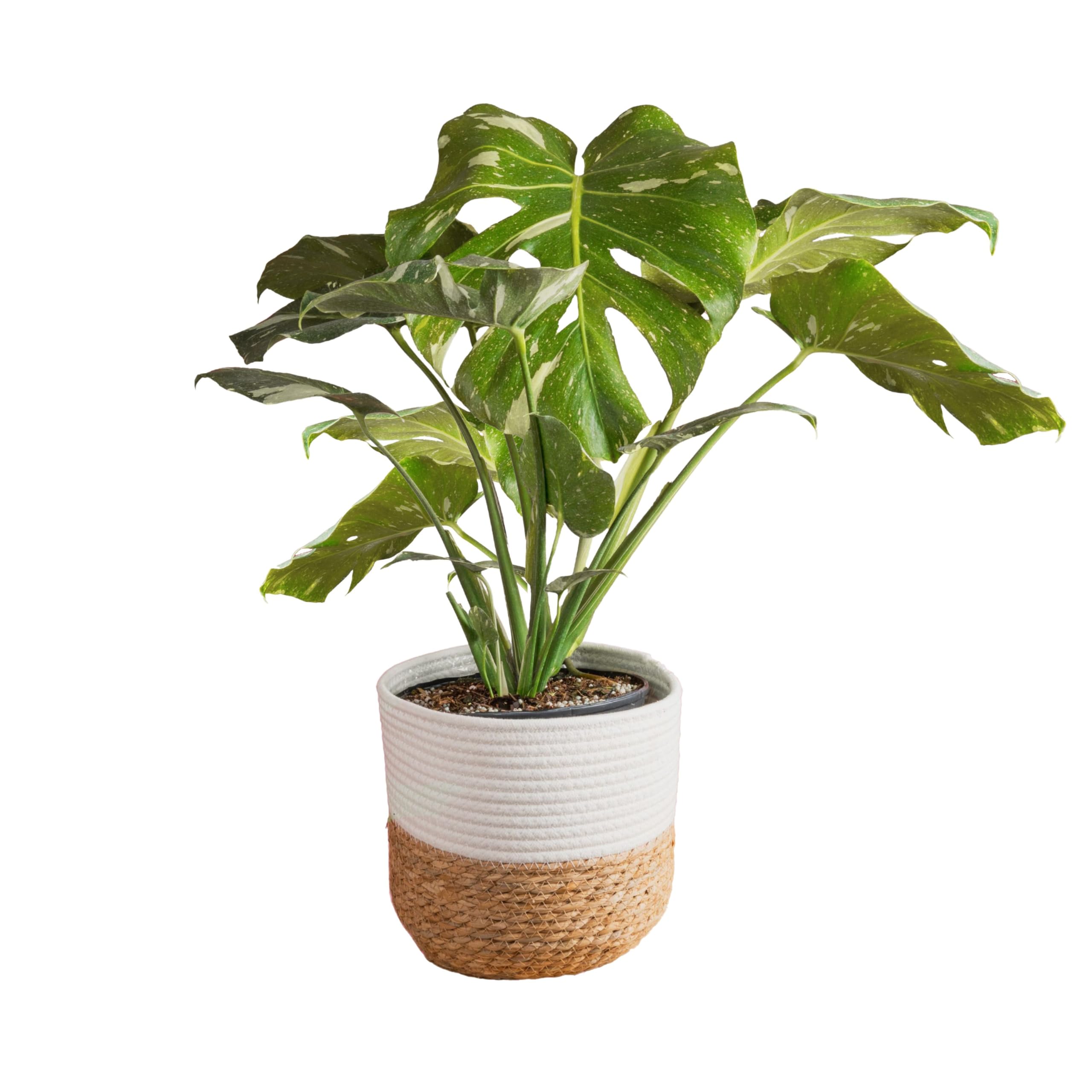 Costa Farms Live Thai Constellation Monstera Plant - 2-3 Feet Tall Indoor Houseplant with Decorative Pot | Trending Tropicals Collection for Home, Office & Room Decor | Perfect for Living Room, Bedroom & Workspace Greenery