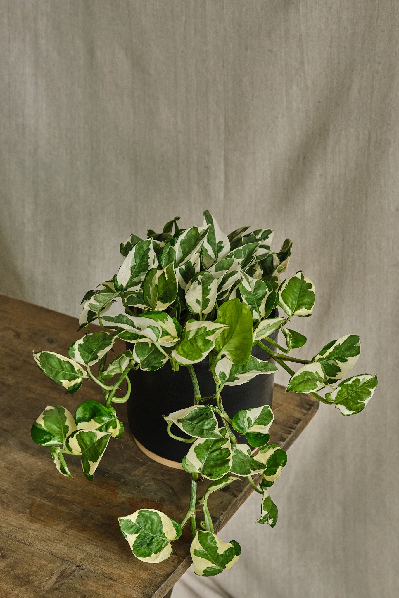 Epipremnum Aureum 'N'Joy' Pothos Plant - Live Indoor Houseplant for Home, Office, and Garden Decor - Easy Care Low Light Houseplant for Beginners